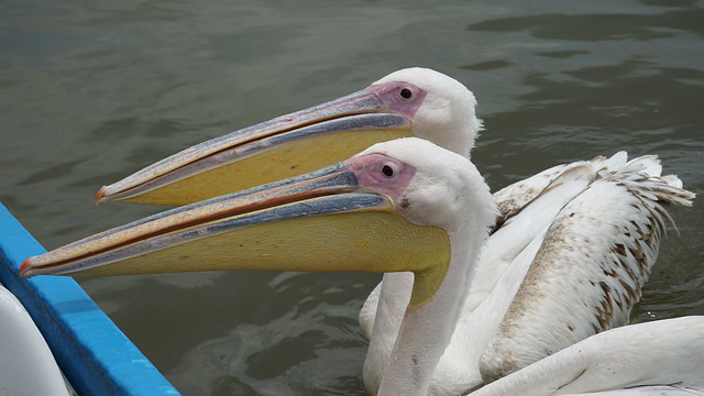 Pelican pair near my boat looking for fish