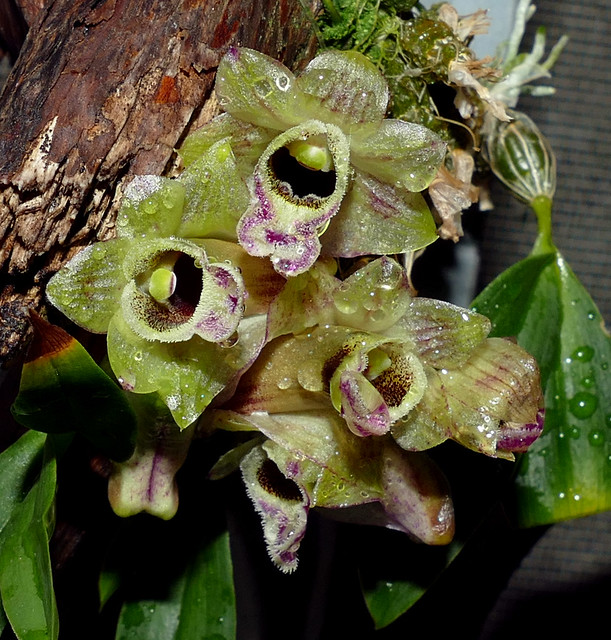 Dendrobium hekouense species orchid 9-22