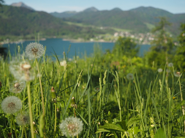 See Tegernsee Pusteblume Bayern Oberbayern © Lake Blowball Upper Bavaria Germany ©