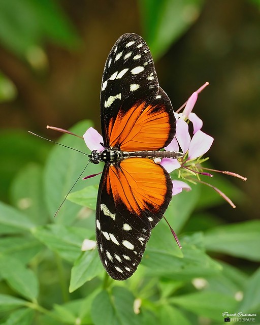 Monarch Butterfly - Monarchvlinder.