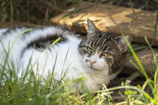 Cat tales from the backyard...Spyder awakes.