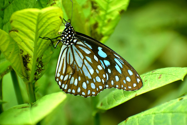 Dakhan Dark Blue Tiger in leafy feed!!( in Explore)#80