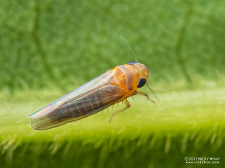 Leafhopper (Cicadellidae) - P9229487