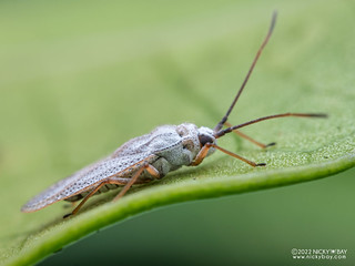 Lace bug (cf. Perissonemia sp.) - P9229280