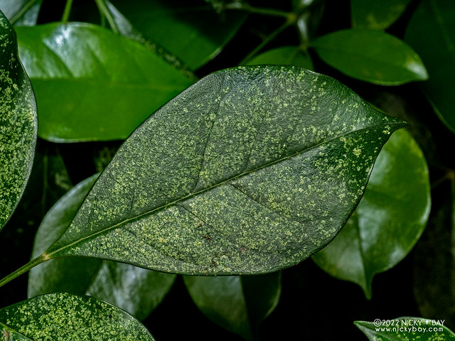 Radermachera leaf - P9229254