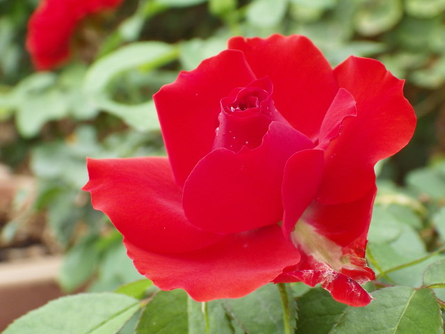 Rosa vermella de tardor / Autumn red rose
