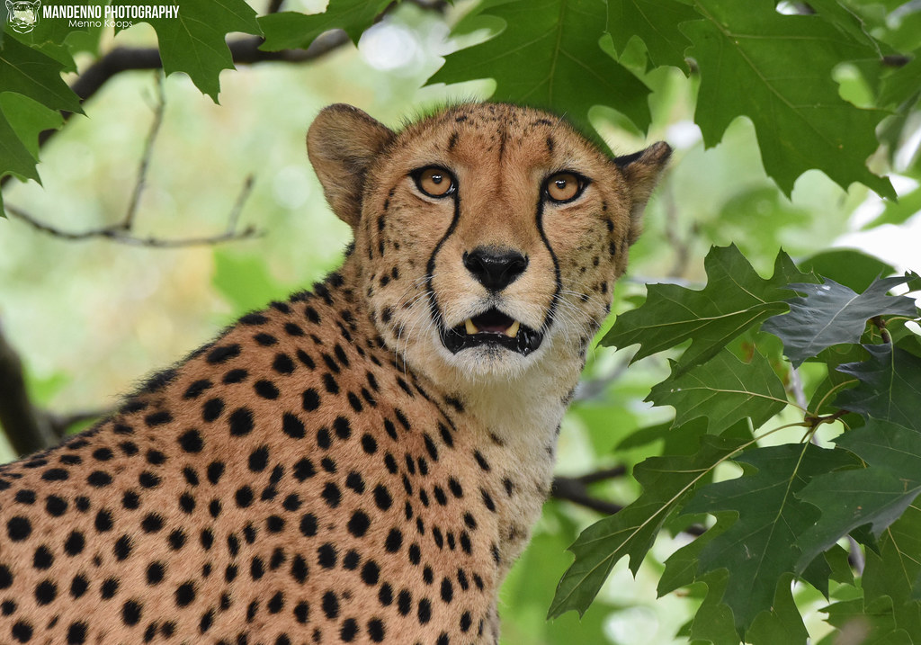 Cheetah - Zoo Koln
