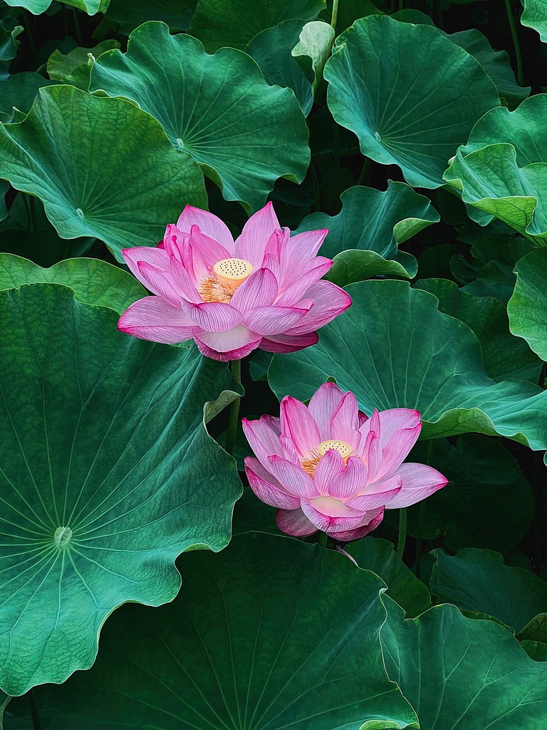 Lotus Flowers, Shinobazu Pond, Tokyo, Japan