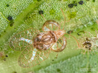 Lace bug (Dulinius conchatus) - P9229380a