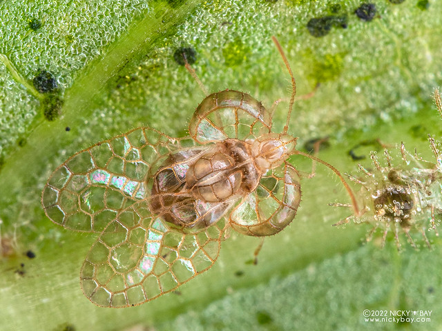Lace bug (Dulinius conchatus) - P9229380a