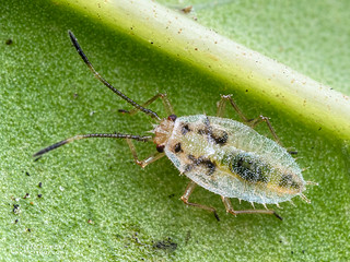 Lace bug nymph (cf. Perissonemia sp.) - P9229268