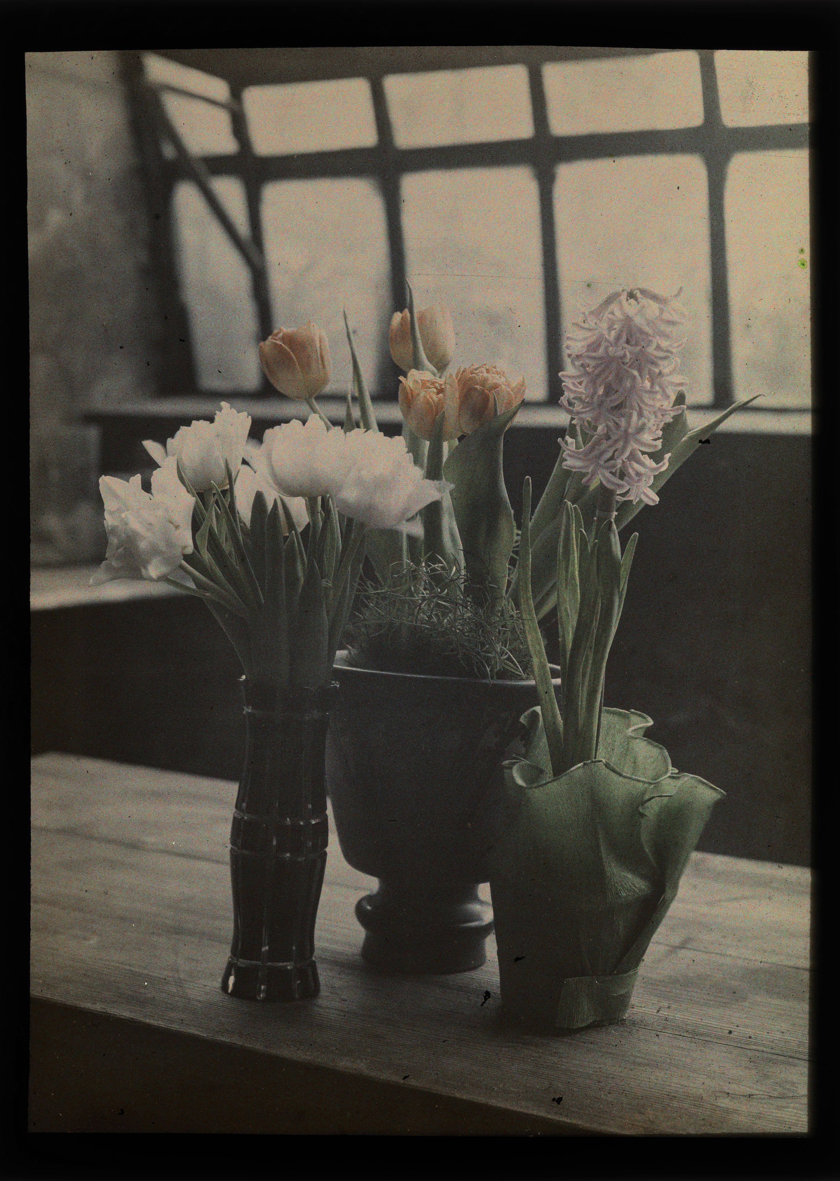 Jan Zdzisław Włodek :: Tulips and hyacinths. Greenhouse in Pędzichów, 1928. Autochrome of blooming tulips and hyacinths in the greenhouse of the Włodków villa in Kraków. | src Archiwum Rodziny Włodków z Dąbrowicy