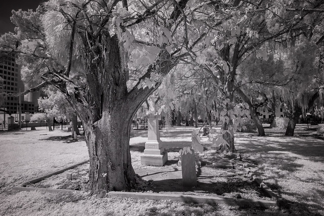 Dying Tree In Graveyard / The Cycles of Life- IR