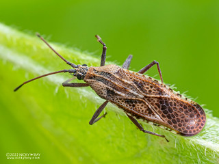 Lace bug (Cysteochila cf. delineata) - P9229483