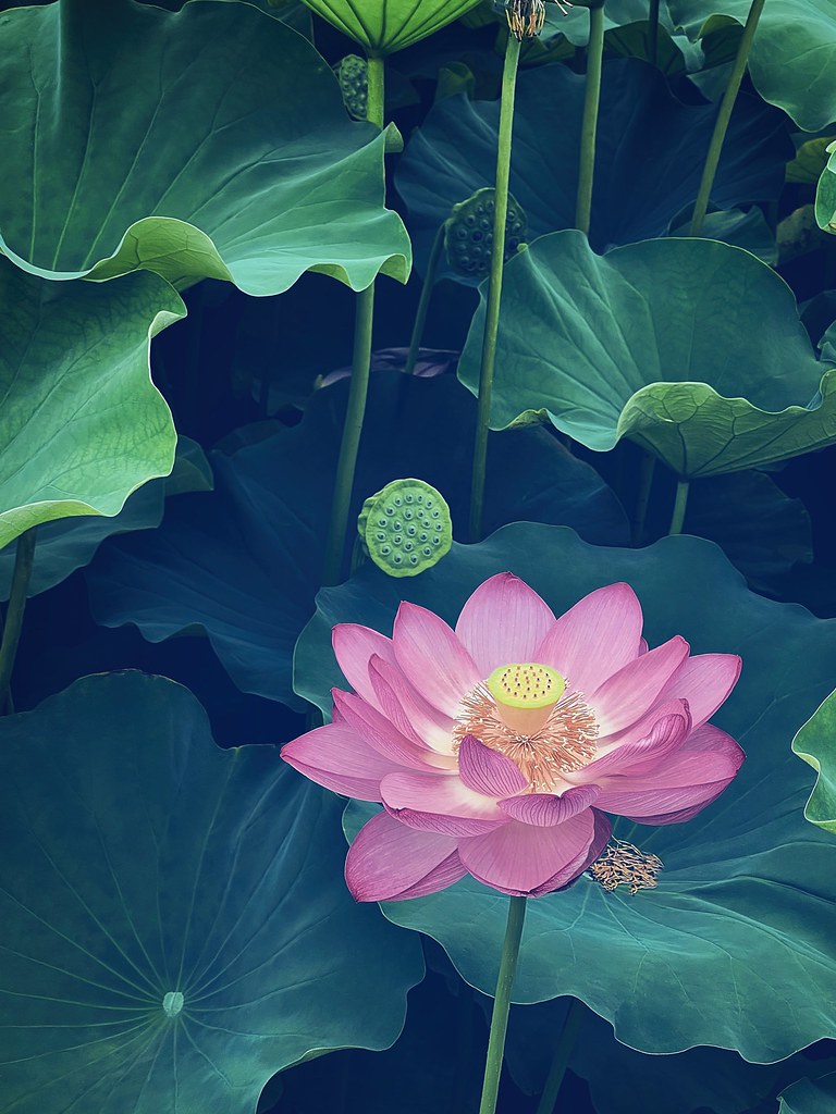 Lotus Flower, Shinobazu Pond, Tokyo, Japan