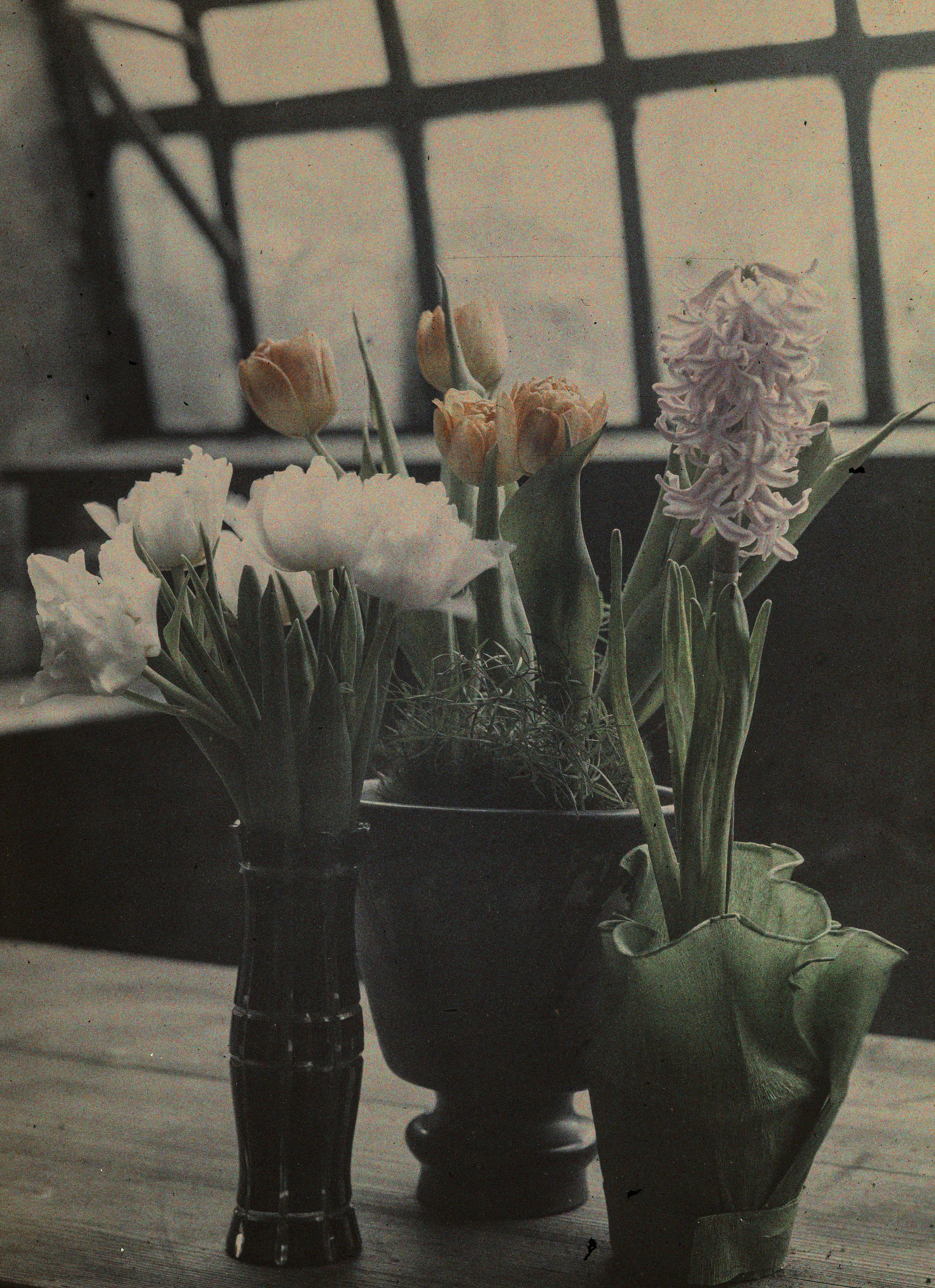 Jan Zdzisław Włodek :: Tulips and hyacinths. Greenhouse in Pędzichów, 1928. Autochrome of blooming tulips and hyacinths in the greenhouse of the Włodków villa in Kraków. | src Archiwum Rodziny Włodków z Dąbrowicy