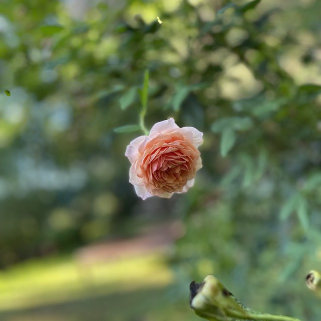 Rosa inglese