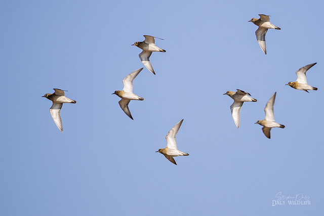 Golden Plovers in flight_4435