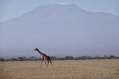 Giraffe vor Schnee am Kilimandscharo