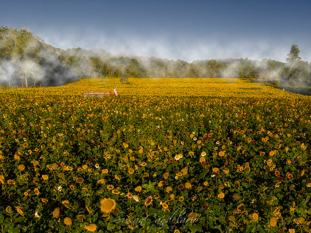 Aerial Sunflower Foggy Fields