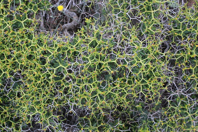 Euphorbia acanthothamnos Heldr. & Sart. ex Boiss. - Imbros kloof - Kreta