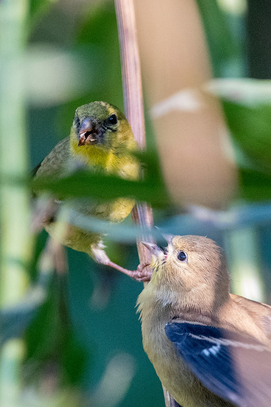 american-goldfinch-parent-and-teenager-9501