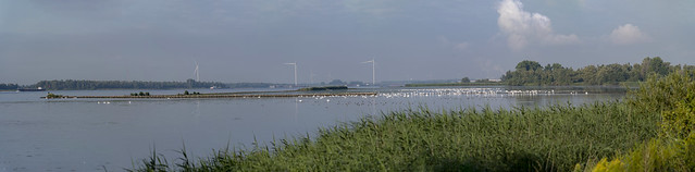Swans gather     - Tongplaat - Dordrecht