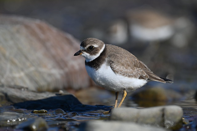 Pluvier semipalmé plumage hivernal--Semipalmated Plover in winter plumage(Charadrius semipalmatus)