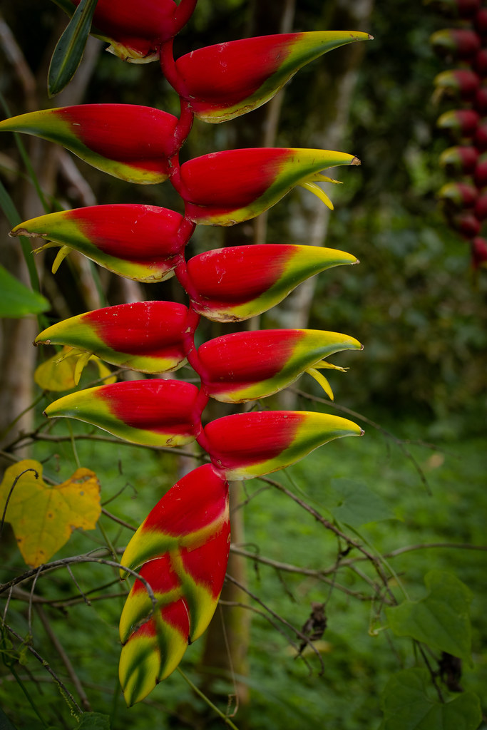 Heliconiaceae, Heliconia sp