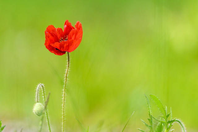 Poppy (In Flanders Fields…)