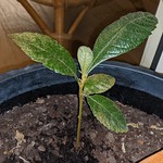 Eriobotrya japonica - Loquat