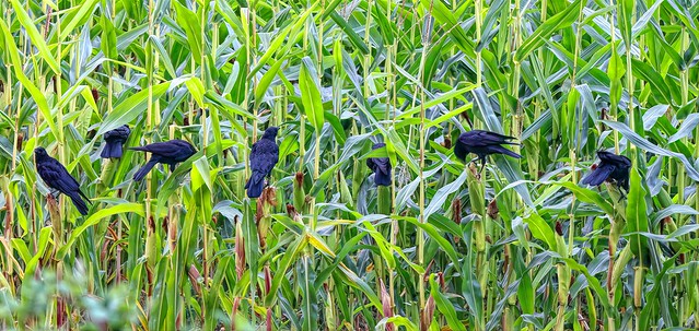 Crows in the Corn