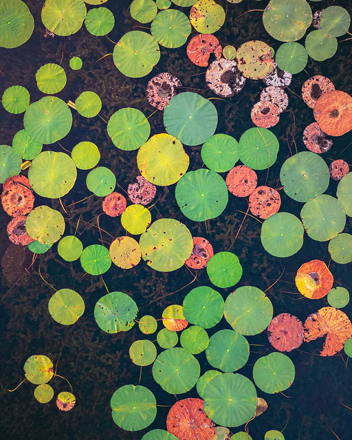 Water Lilies. Lake Maumelle, Arkansas. 2022.