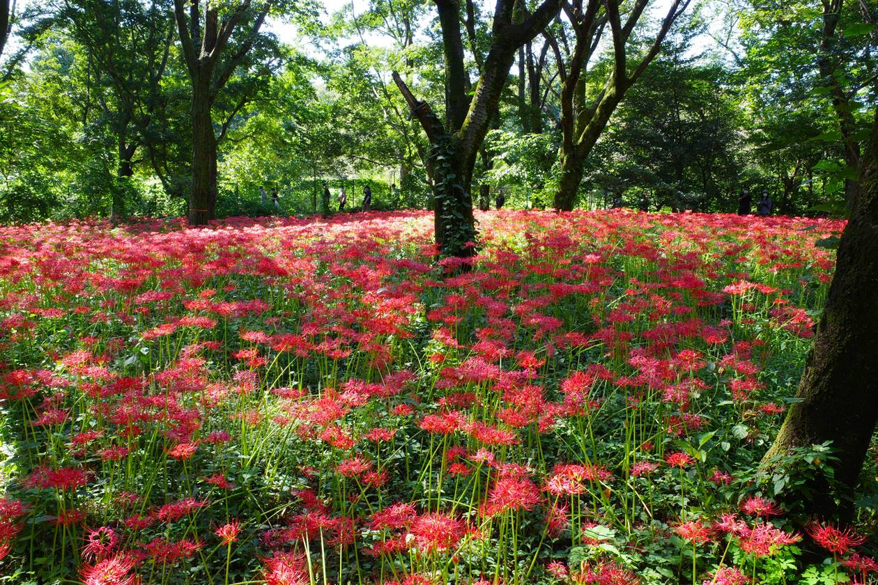 野川公園 満開の彼岸花（曼珠沙華）