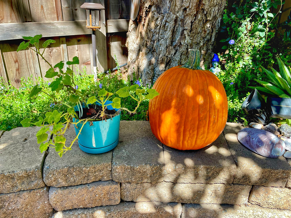 Potted Pumpkin Vine • Shad-O-Lantern, Jack’s uncarved sibling🎃