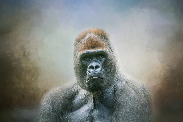 Silverback Gorilla portrait