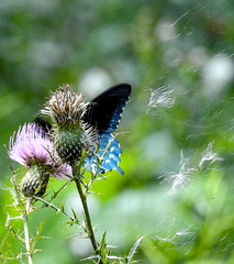 pipevine swallowtail, thistle