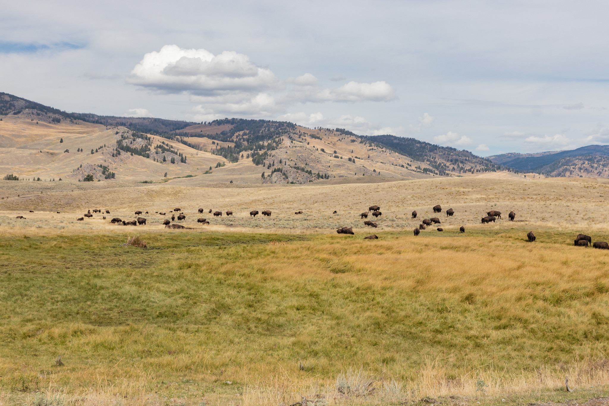 Les bisons du parc national de Yellowstone