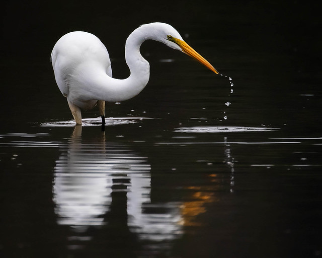 Great Egret water drops