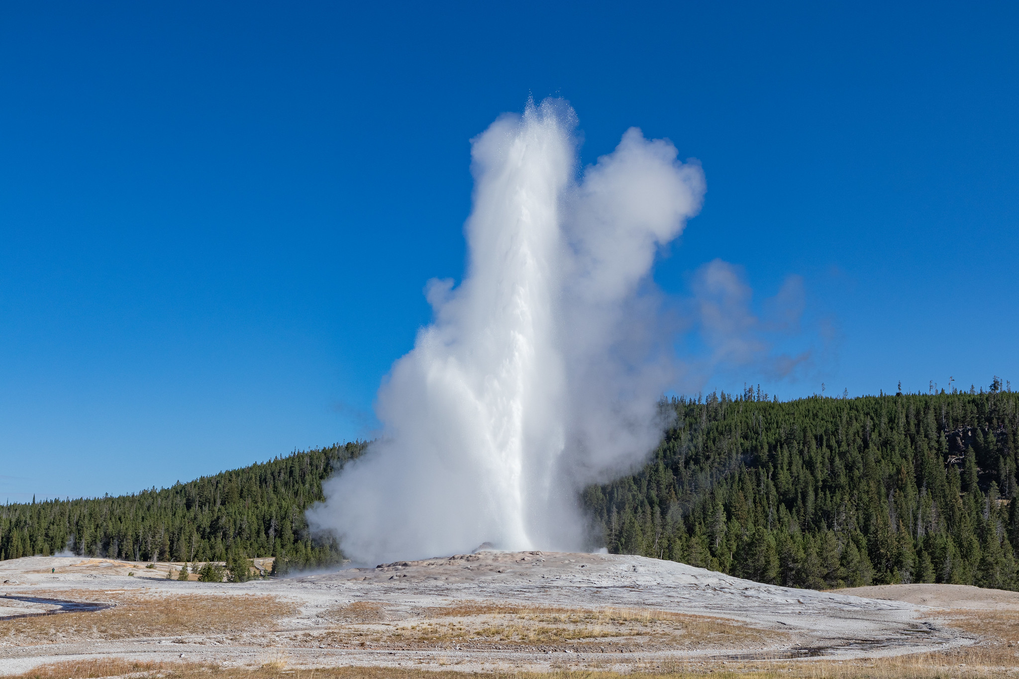 Le geyser Old Faithful en pleine éruption au parc national de Yellowstone