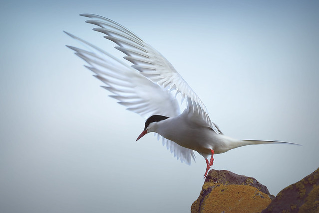 Tern Taking to the Air
