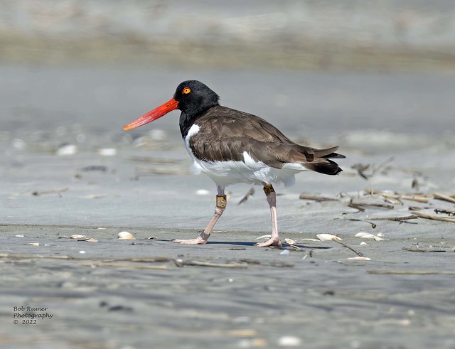 American Oyster Catcher.