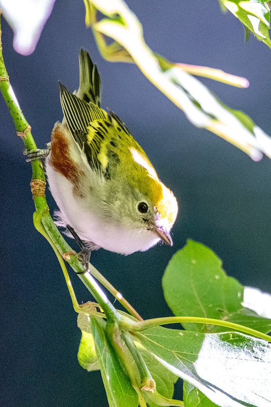 chestnut-sided-warbler-male-9051