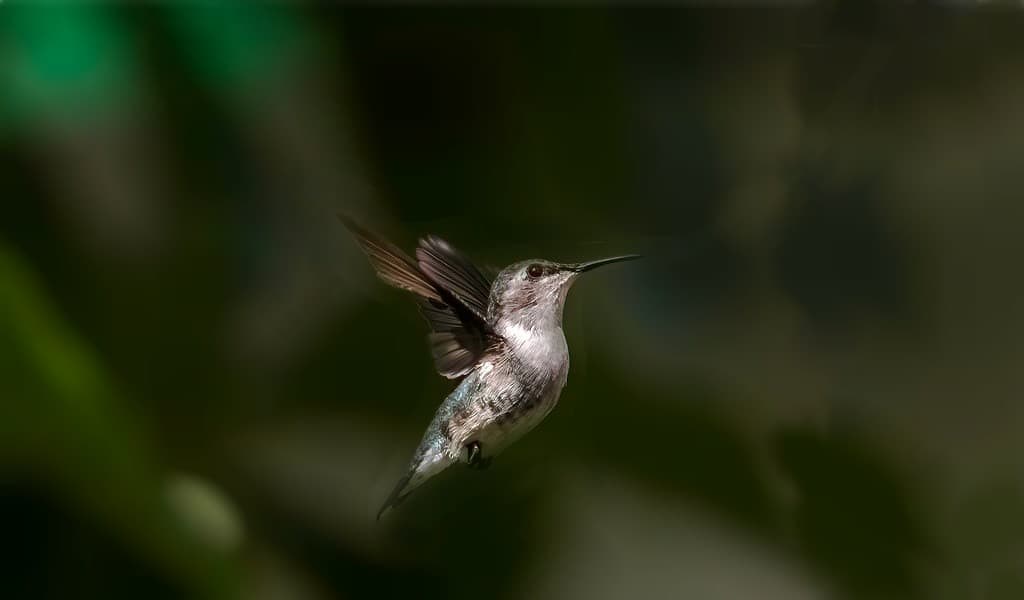 les-mâles-colibris-sont-souvent-très-petits-pour-une-raison-bien-précise