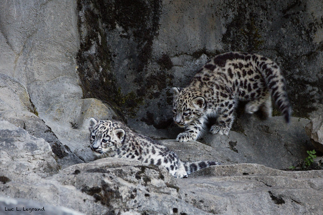Snow leopards, Panthera uncia, Kids