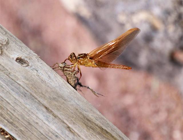 Flame skimmer dragonfly transformation