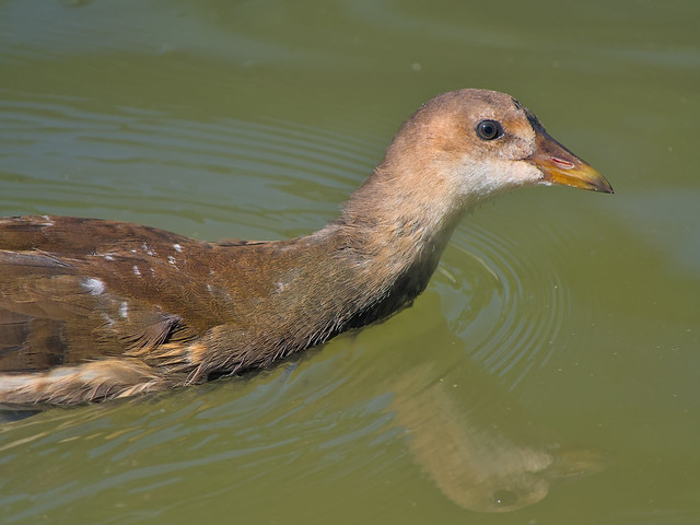Eye contact with a young moorhen