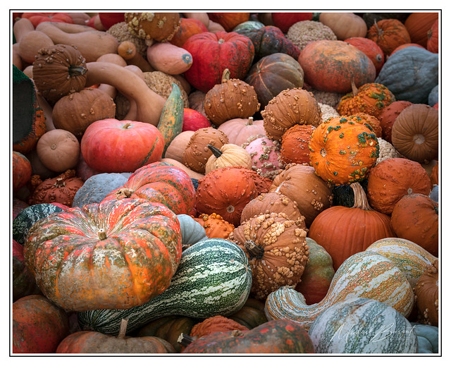 A Hoard Of Pumpkins