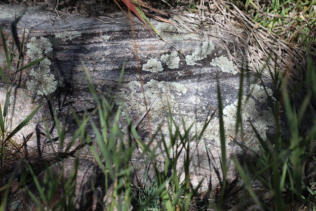 lichens on metamorphic rock