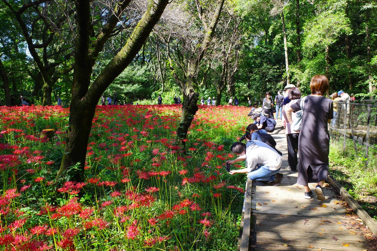 野川公園 満開の彼岸花（曼珠沙華）